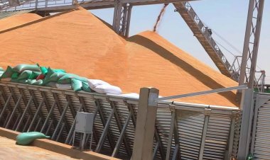 توريد 69 ألف طن قمح لشون وصوامع سوهاج