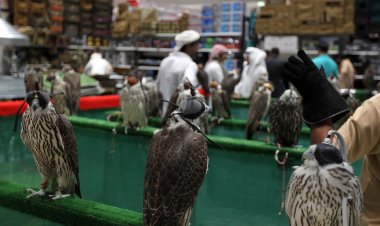 أبوظبي للصيد والفروسية.. منصّة عالمية لتلبية احتياجات الصقارين من الصقور