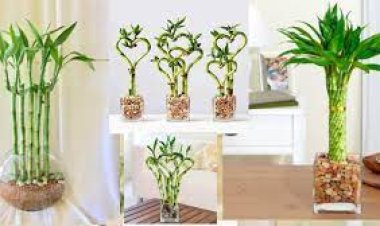 5 نباتات تزيد من الحب  والطاقة الايجابية فى البيت