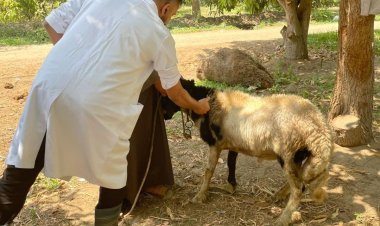 استمرار  القوافل البيطرية لعلاج رؤوس الماشية والدواجن ضد الأمراض في الإسماعيلية