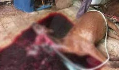 ننشر اعترافات جزار الأحصنة في الطالبية: «تانى حصان أدبحه»