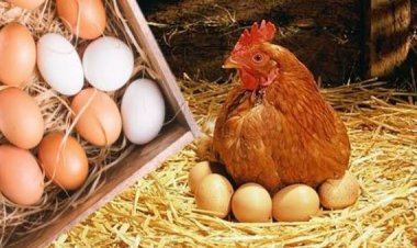 ننشر أسعار البيض والدواجن اليوم الأربعاء 31 مايو 2023