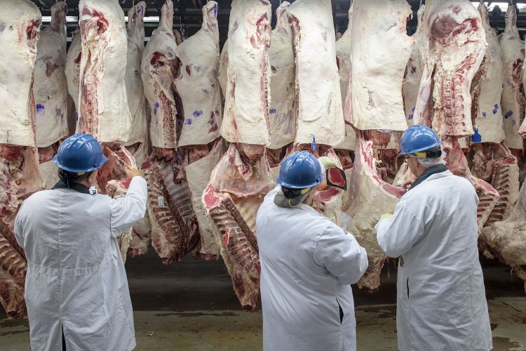 الحكومة تحارب الغلاء.. التموين تطرح اللحوم والدواجن بخصم 40%