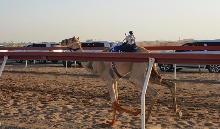 انطلاق منافسات سن الفطامين للهجن بميدان الذيد