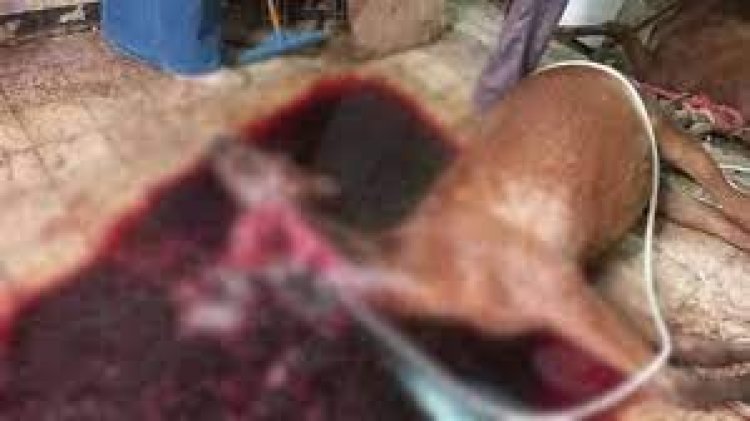 ننشر اعترافات جزار الأحصنة في الطالبية: «تانى حصان أدبحه»