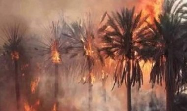 دون وقوع إصابات.. حريق بأشجار النخيل أمام سوق الجملة في أكتوبر
