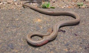 «الزراعة» تحذر من خروج الثعابين من جحورها بسبب موجة الحر