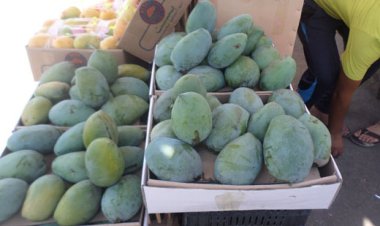 خسائر محصول المانجو.. «الزراعة» تدرس الموقف.. وشعبة الخضراوات تكشف الأسباب (خاص)