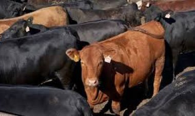 التموين: استقبال 5 آلاف رأس ماشية من جيبوتي بميناء سفاجا حتي الآن