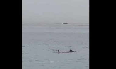 عاجل.. البيئة: «إيقاف أنشطة السباحة بالغردقة لمدة يومين بعد حادث هجوم قرش على أحد رواد الشواطئ»