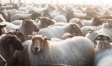 الحبس سنة وغرامة.. عقوبة ذبح الأضحية في الشارع