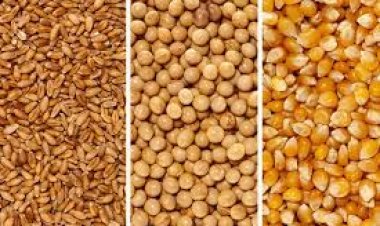 بعد انخفاض الأسعار.. العالم يترقب نتائج اتفاق الحبوب مجددًا