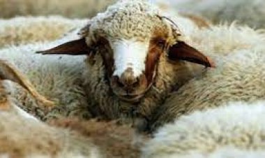 شروط اختيار الأضحية