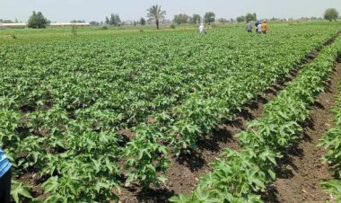 تنظيم ندوة ارشادية عن الآفات التي تصيب المحاصيل الصيفية لمزارعي الشرقية