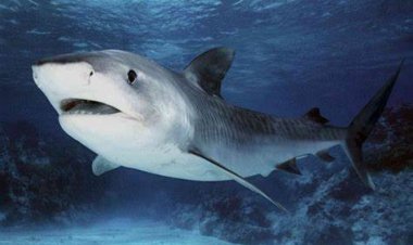 خبير بيئي: البحر الأحمر به 44 نوعًا من القروش والحيتان