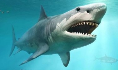 محافظ البحر الأحمر بعد واقعة سمكة القرش: مقترح بوضع شباك لحماية السباحة في الشواطئ