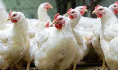 «العاصمة» تكشف كواليس تراجع أسعار الدواجن.. ماذا حدث في الأسواق؟  (خاص)