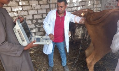 مناظرة 1554 رأس ماشية فى قافلة بيطرية مجانية بأبوتشت ودشنا