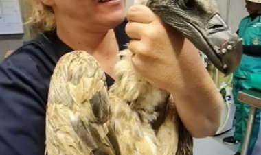 أول عملية زرع  منقار لنسر!..  أعرف الحكاية