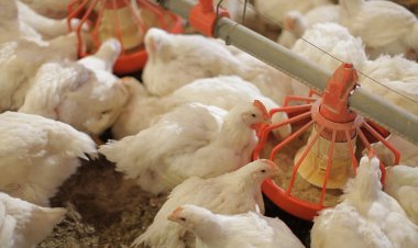 كم سعر كيلو الفراخ البيضاء اليوم الجمعة؟