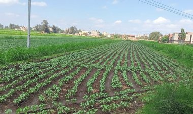 زراعة كفر الشيخ: ندوات ارشادية ومدارس حقلية للنهوض بزراعات القطن والذرة والأرز وصرف الأسمدة