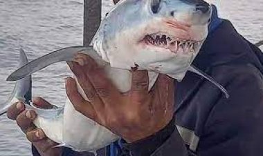 حقيقة ظهور سمكة القرش في الإسكندرية ومدى خطورتها