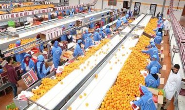 160 سوقًا دوليًا.. صادرات مصر الزراعية تغزو العالم