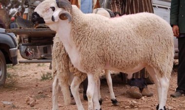 «طبيب بيطري» يكشف مخاطر «نحر الأضاحي» في الشارع