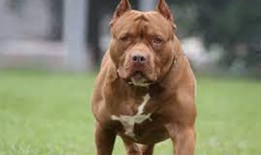 رجل من مدينة نيويورك يطعن كلب بيتبول حتى الموت