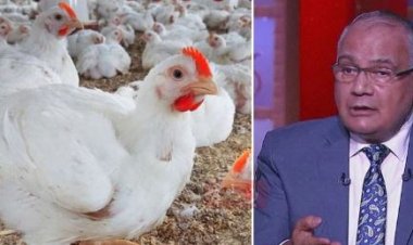 مع غلاء الأسعار.. أزهري: «ممكن تضحي بفرخة»