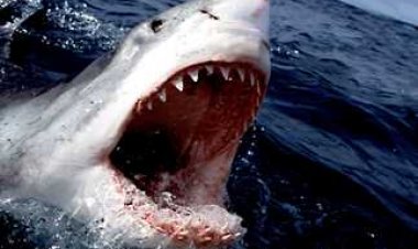 خبيرة دولية:«لو هاجمك قرش بص في عينيه وخوفه»