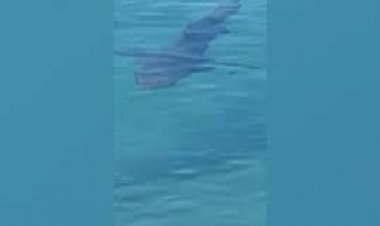 ظهور سمكة قرش جديدة.. وجدل على السوشيال ميديا (اعرف الحكاية)