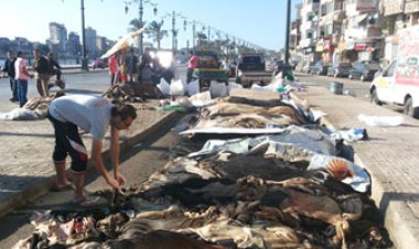 تعرف على غرامة نقل جلود الأضاحي بدون تصريح