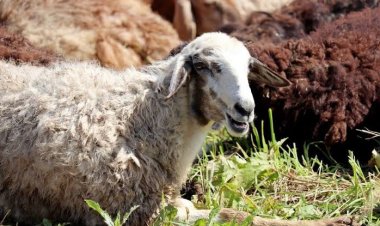 لمن عليه دم.. هل يشترط الذبح في مكة أم يجوز داخل مصر؟