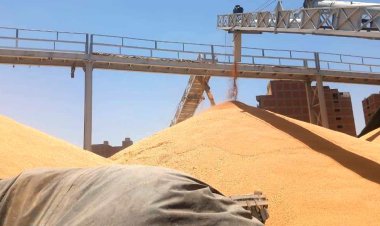 محافظ سوهاج: توريد أكثر من 124 ألف طن قمح لشون وصوامع المحافظة