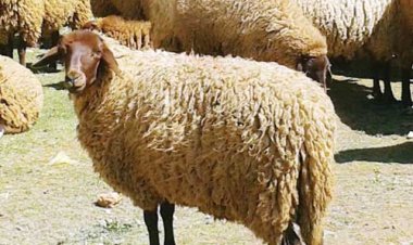 سعر قائم الخروف في وزارة الزراعة 2023