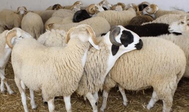 تهنئة عيد الأضحى رسمية بالاسم في أول أيام عيد الأضحى