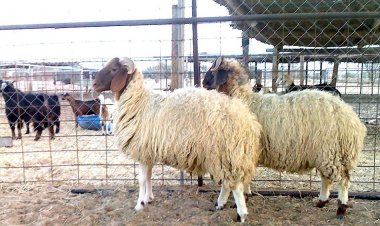 السعودية.. نفوق المئات من الأغنام المستوردة في حفر الباطن