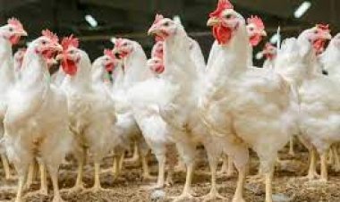 سعر الفراخ البيضاء اليوم الجمعة في الأسواق