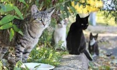 اختفاء القطط في عيد الأضحى المبارك..  حقيقة أم خيال؟