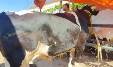 «عجل» يثير الجدل بسبب أكله للأندومي !