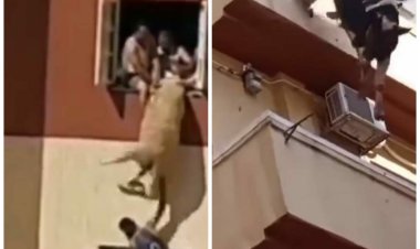 سقوط الأضاحي من الأسطح والمنازل يثير غضب المواطنين