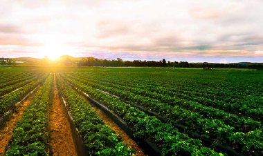 330 مليون دولار.. مصر تحتل المرتبة الخامسة عالميًا في تصدير النباتات الطبية