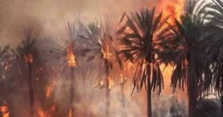 دون وقوع إصابات.. حريق بأشجار النخيل أمام سوق الجملة في أكتوبر