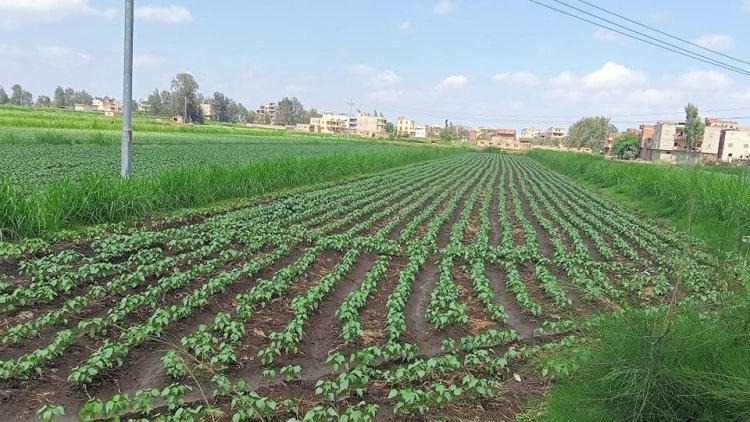 زراعة كفر الشيخ: ندوات ارشادية ومدارس حقلية للنهوض بزراعات القطن والذرة والأرز وصرف الأسمدة
