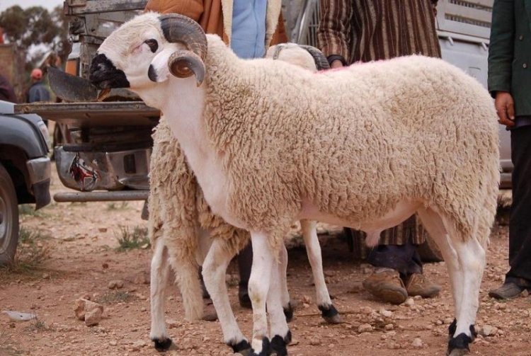 «طبيب بيطري» يكشف مخاطر «نحر الأضاحي» في الشارع