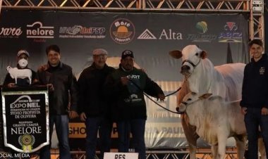 أغلى بقرة  في العالم بـ 4.3 مليون دولار