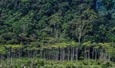 أستاذ جيولوجيا: ثلث بعض الغابات انتهى بسبب تقطيع الأشجار