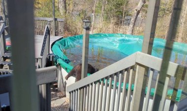 الدب الودود.. دبة تزور نفس الحي كل عام للاستمتاع بحمام السباحة والترامبولين