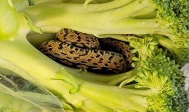 رجل فتح الثلاجة ليأكل البروكلي  فصدم بثعبان بداخله